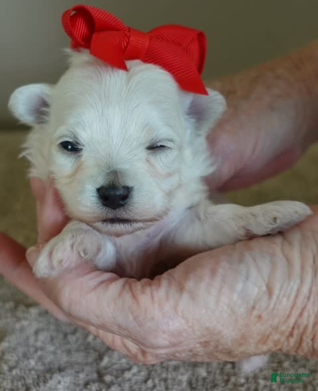 Maltipoo dogs for sale: Beans - Image 2