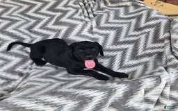 Labrador Retriever dogs for sale: Chester - Image 3