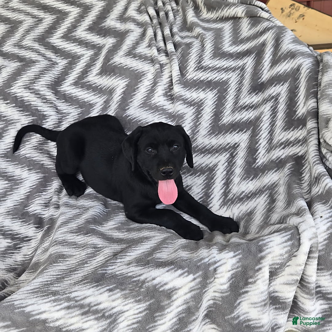 Labrador Retriever dogs for sale: Chester - Image 3