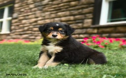 Australian Shepherd dogs for sale: Australian Shepherd 10 puppies - Image 3