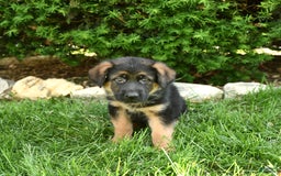 German Shepherd dogs for sale: Mindy - Image 9