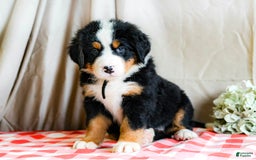 Bernese Mountain Dog dogs for sale: Maverick - Image 6