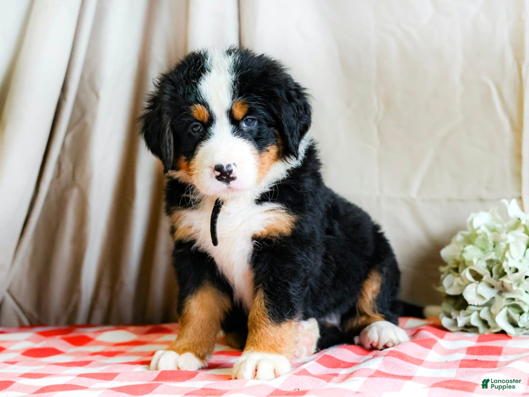 Bernese Mountain Dog dogs for sale: Maverick - Image 6