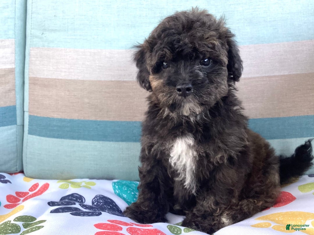 Havapoo dogs for sale: Rocky - Image 2