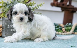 Cavapoo dogs for sale: Pookie - Image 2