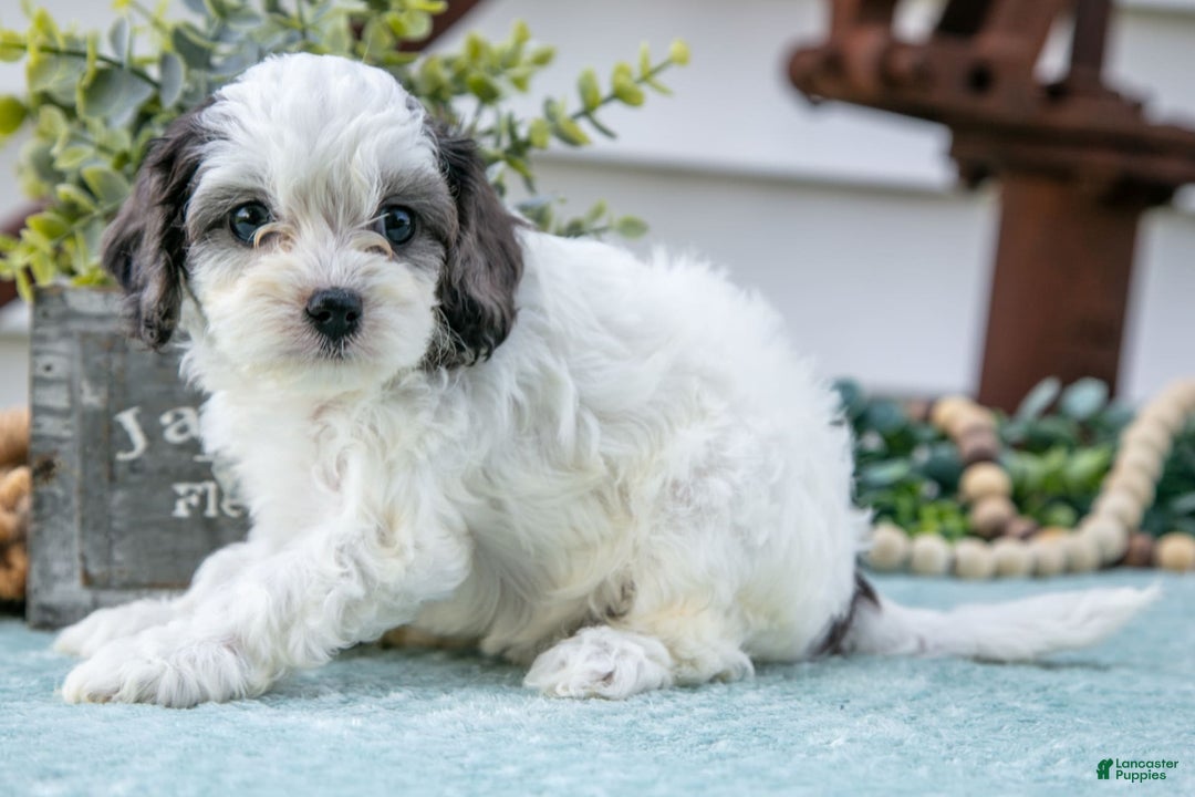 Cavapoo dogs for sale: Pookie - Image 2