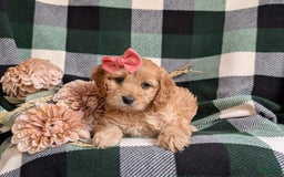 Cockapoo dogs for sale: Dorian - Image 8