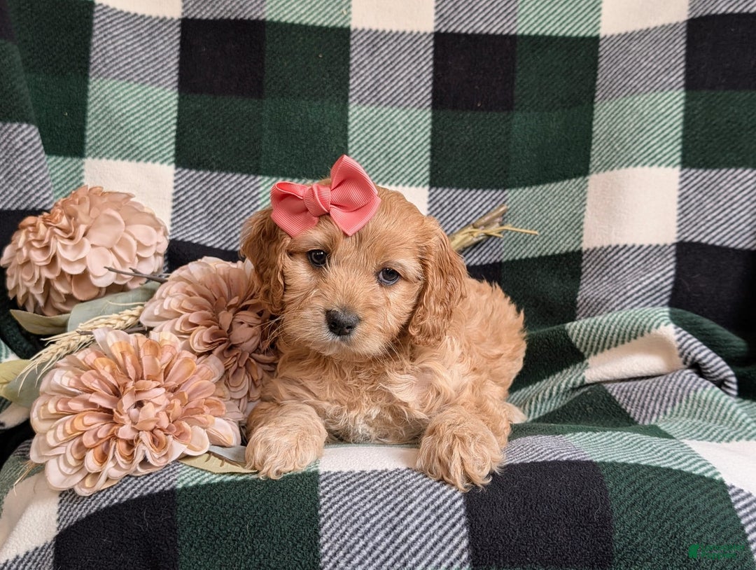 Cockapoo dogs for sale: Dorian - Image 8