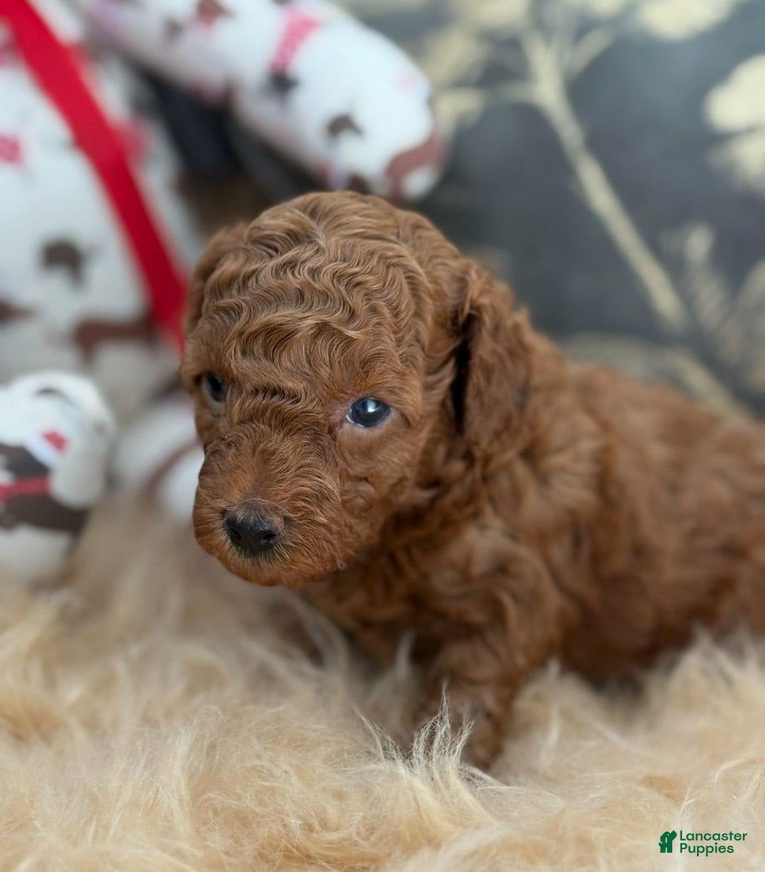 Toy Poodle dogs for sale: Parker - Image 1