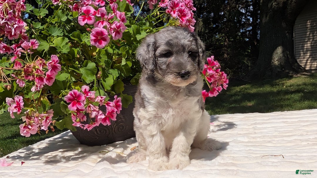 Mini Bernedoodle dogs for sale: Sasha - Image 6