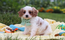Cavapoo dogs for sale: Tanner - Image 5