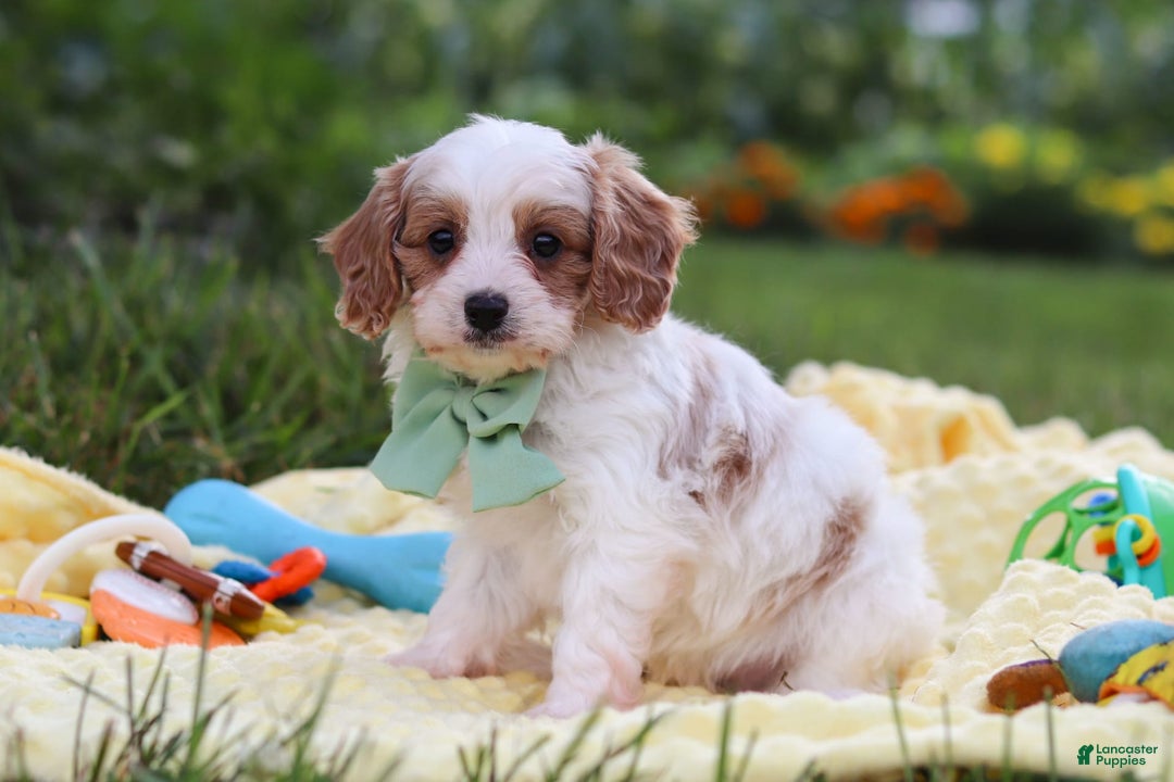 Cavapoo dogs for sale: Tanner - Image 5