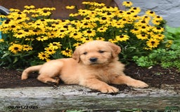 Golden Retriever dogs for sale: Frodo - Image 1