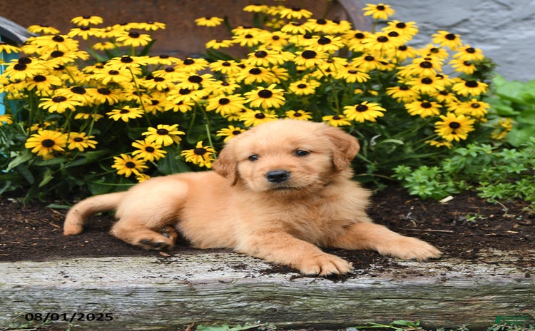 Golden Retriever dogs for sale - Ad 1