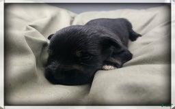 Miniature Schnauzer dogs for sale: Gretchen - Image 2