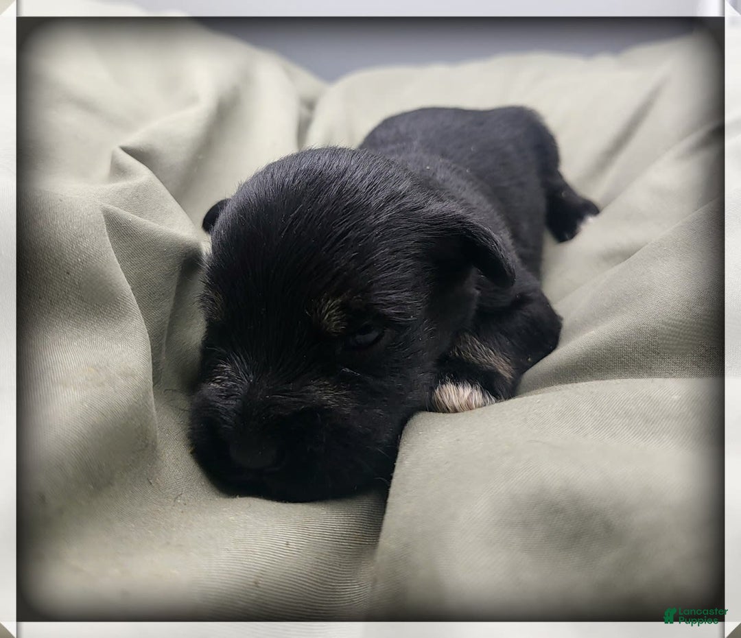 Miniature Schnauzer dogs for sale: Gretchen - Image 2