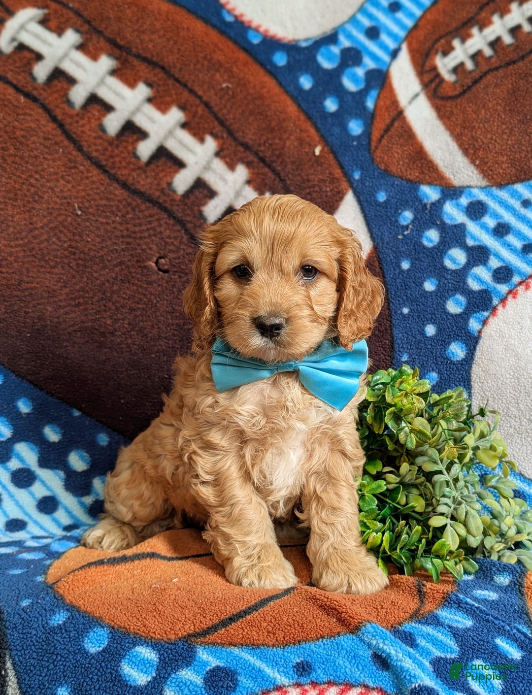 Cockapoo dogs for sale: Fleming - Image 10