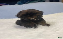 Shih Tzu dogs for sale: Glitterbug Pink - Image 4