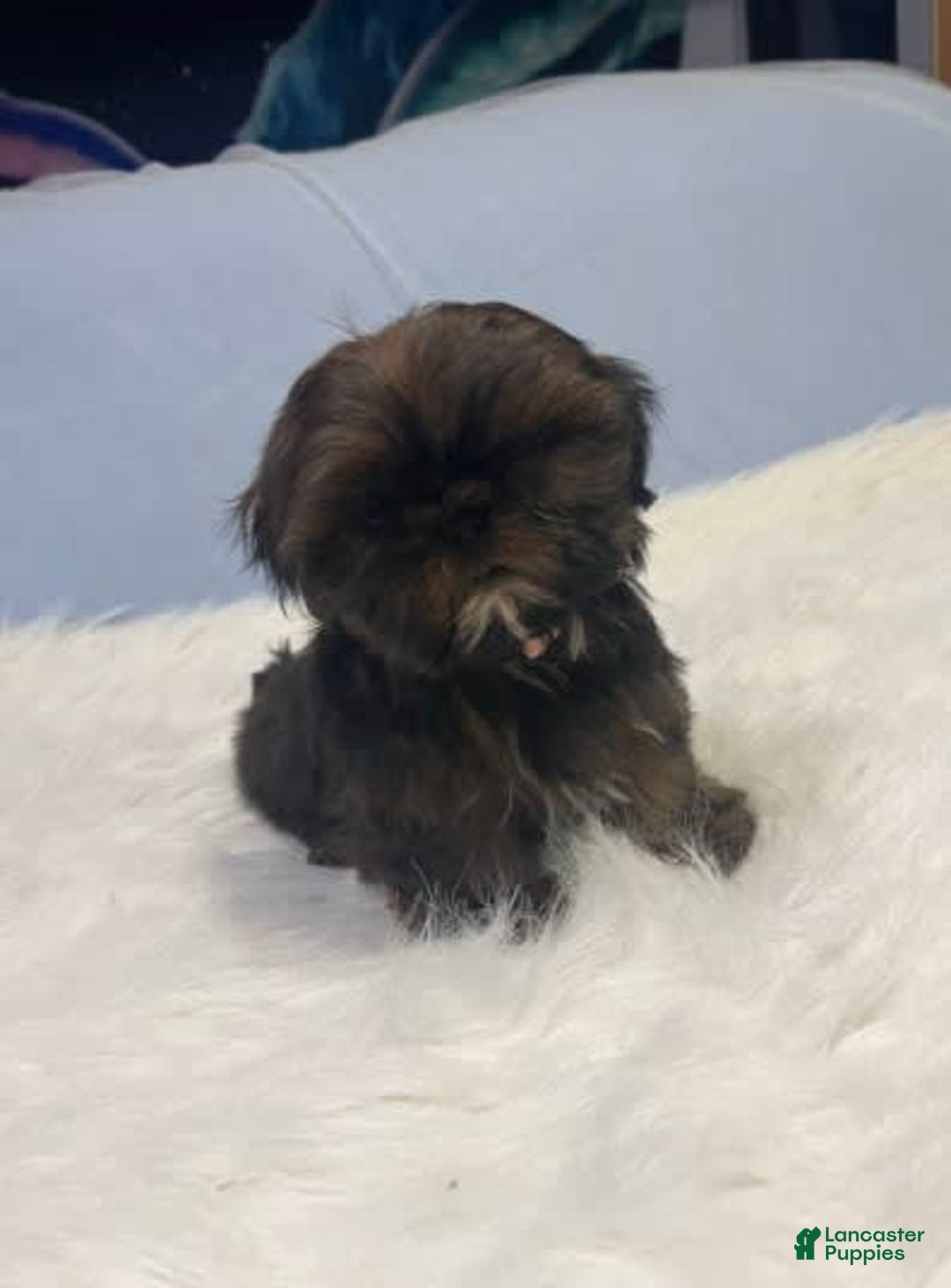 Shih Tzu dogs for sale: Glitterbug Pink - Image 4