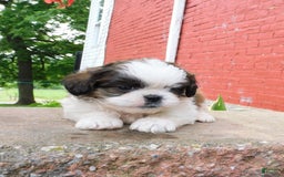 Shih Tzu dogs for sale: Dallas - Image 11