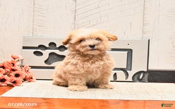 Maltipoo dogs for sale: Wally - Image 2