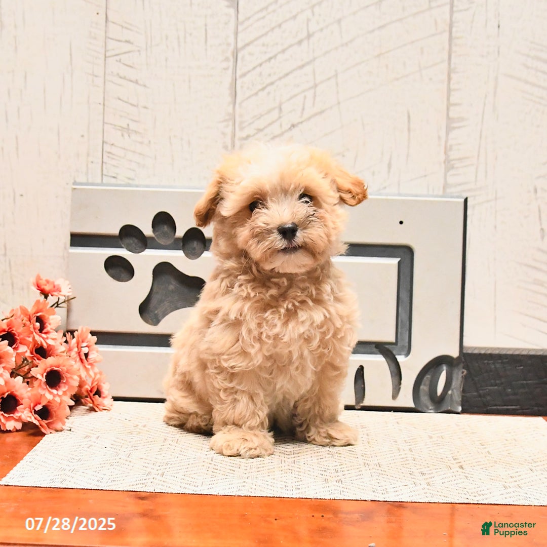 Maltipoo dogs for sale: Wally - Image 2