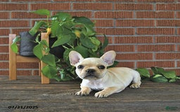 French Bulldog dogs for sale: Lavendar - Image 6