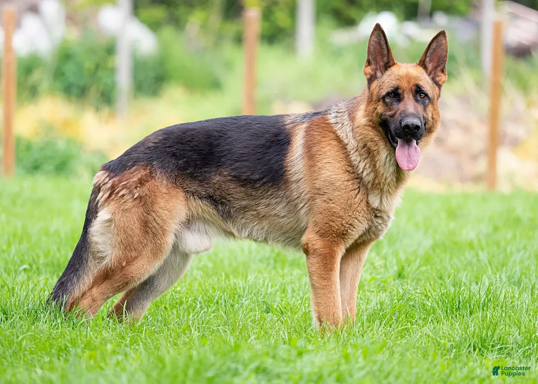 Mixed Breed dogs for sale: Mixed Breed Puppy 1 - Image 1