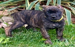 Cane Corso dogs for sale: Bridget - Image 7