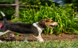 Beagle dogs for sale: Eclair - Image 8