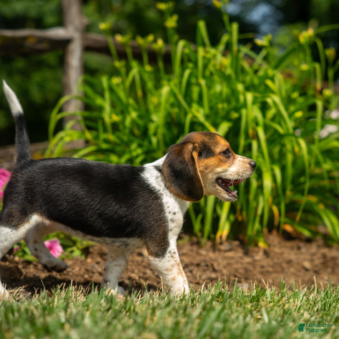 Beagle dogs for sale: Eclair - Image 8