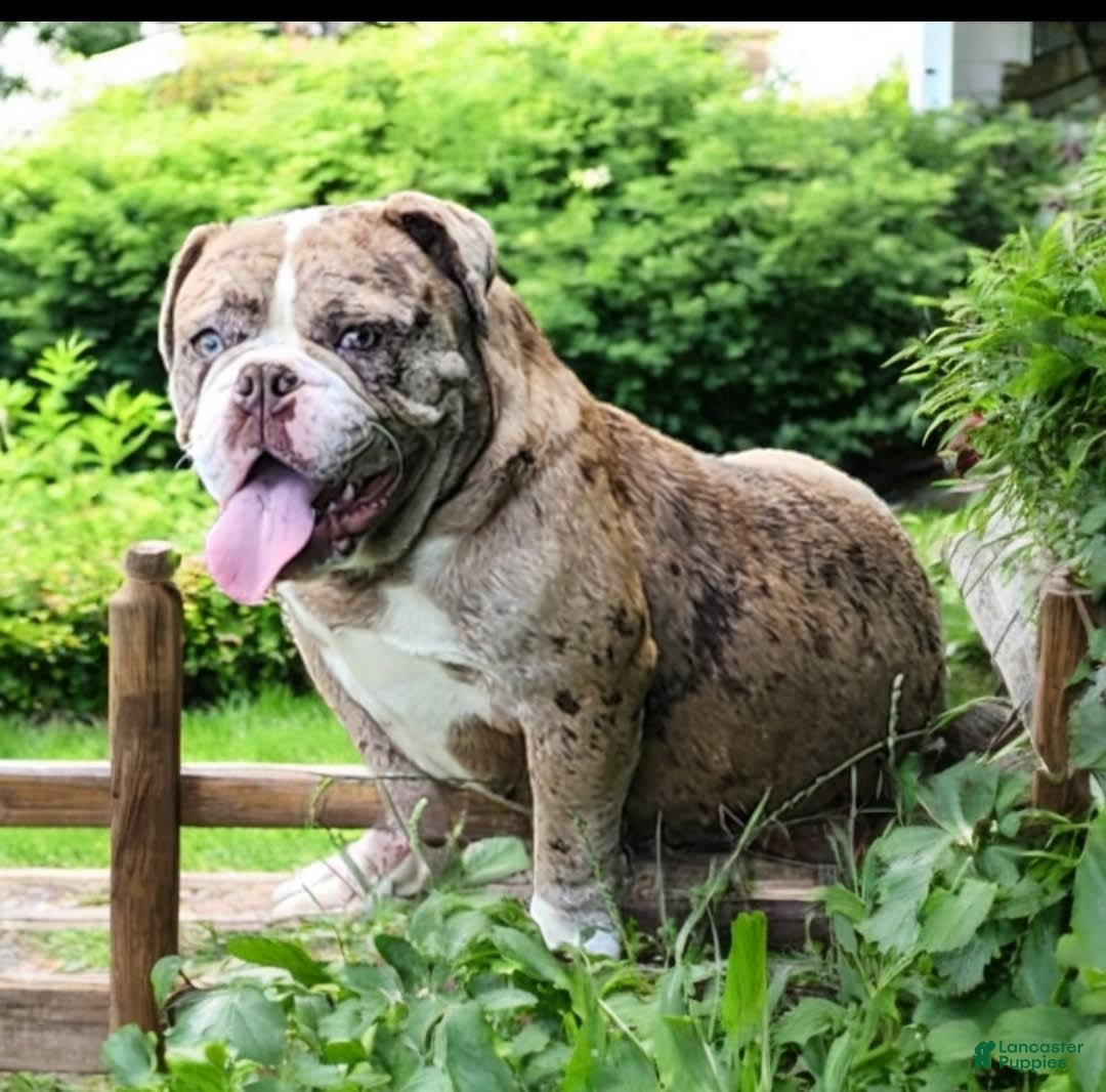 English Bulldog dogs for sale: Stoney - Image 14