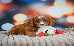Cavapoo dogs for sale: Hank - Image 2