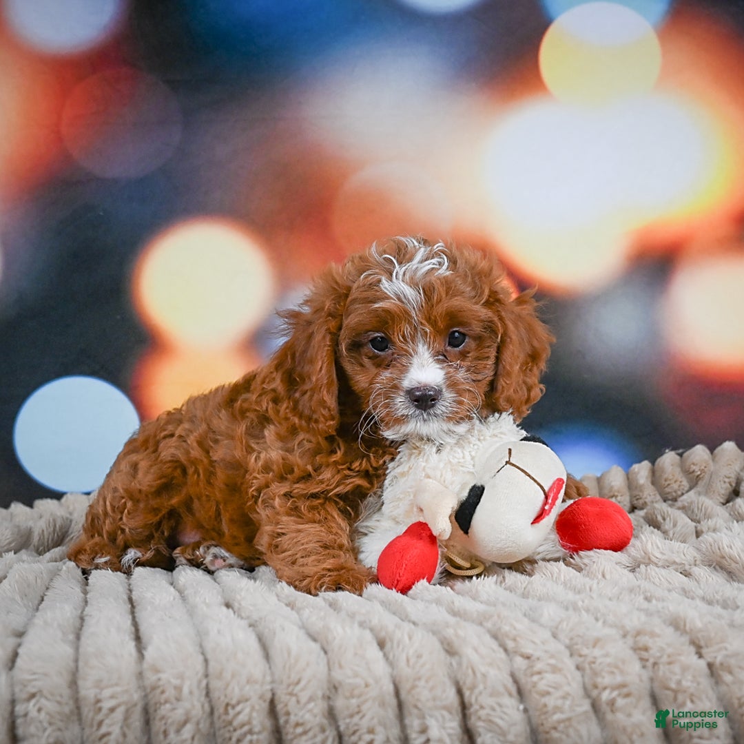Cavapoo dogs for sale: Hank - Image 2