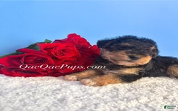 Standard Poodle dogs for sale: Yorkie-poo Pups - Image 2