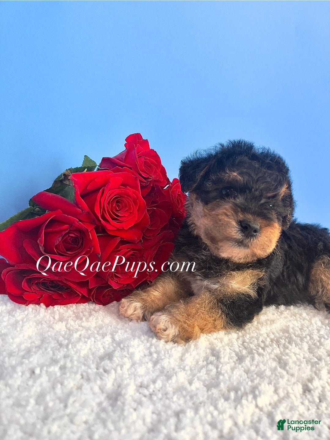 Standard Poodle dogs for sale: Yorkie-poo Pups - Image 2