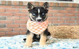 Gerberian Shepsky dogs for sale: Biscuit - Image 2
