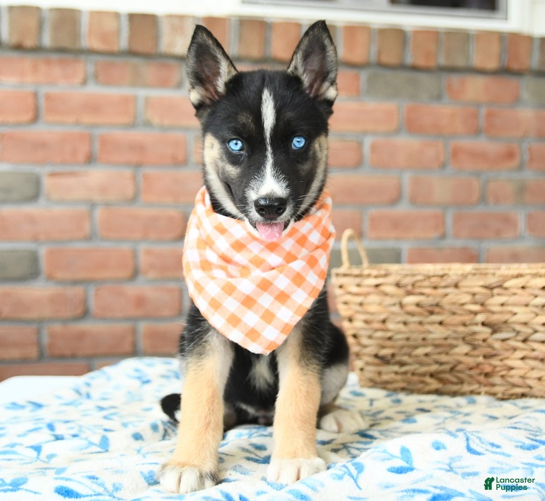 Gerberian Shepsky dogs for sale: Biscuit - Image 2