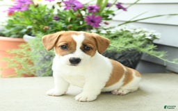 Jack Russell Terrier dogs for sale: Starburst - Image 8