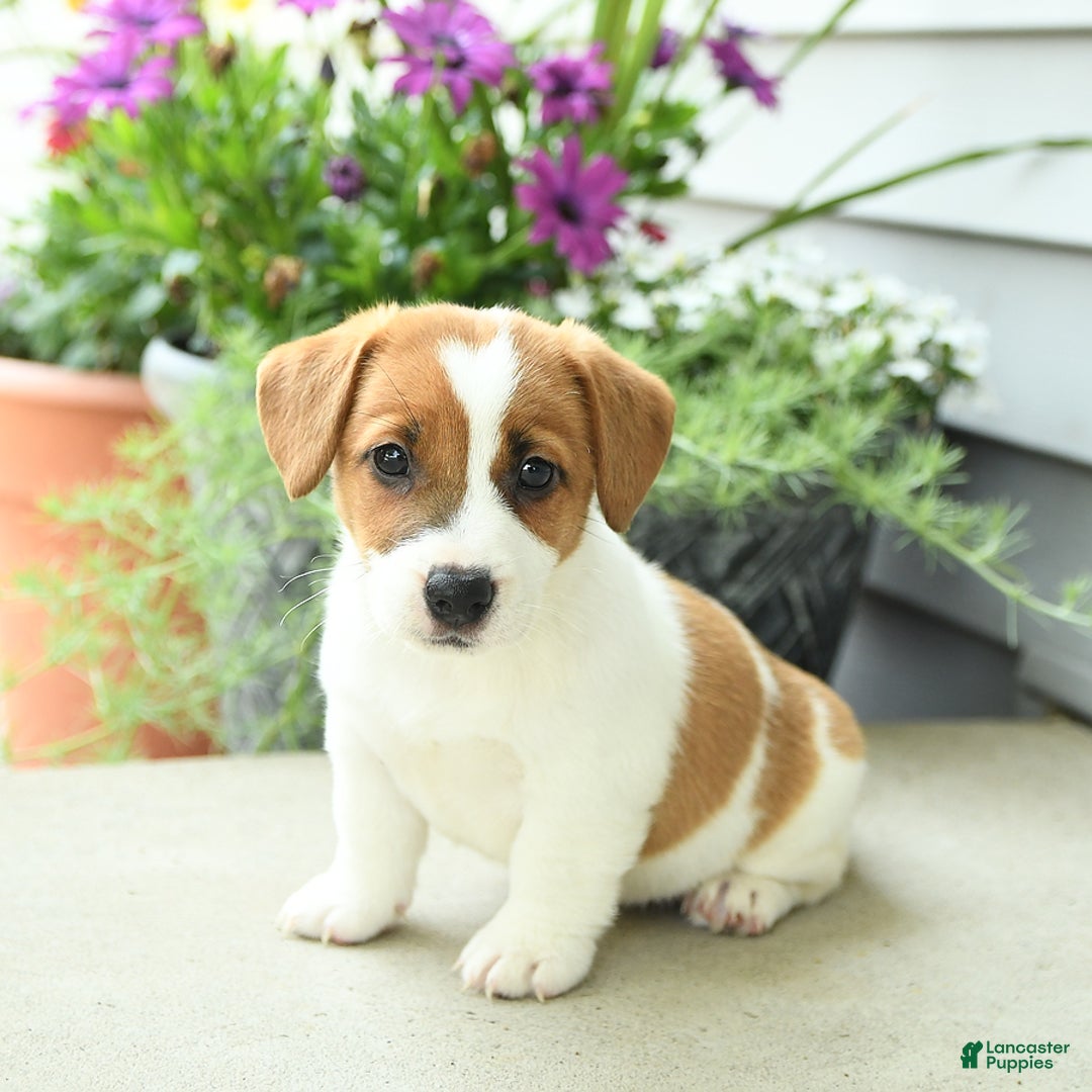 Jack Russell Terrier dogs for sale: Starburst - Image 8