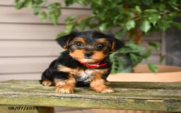 Yorkshire Terrier dogs for sale: Yorkshire Terrier 5 puppies - Image 18