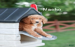 Standard Poodle dogs for sale: Nacho - Image 3