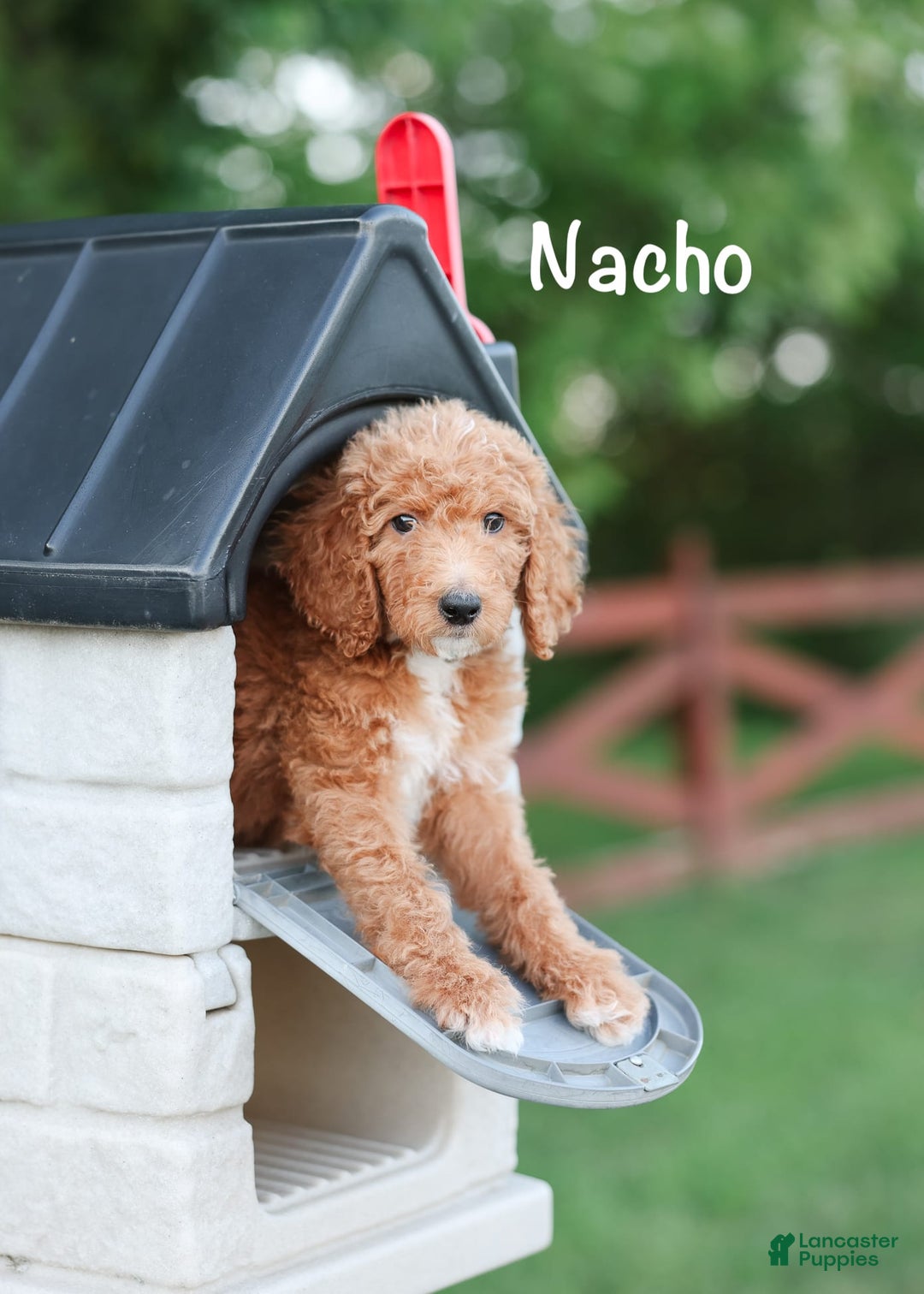 Standard Poodle dogs for sale: Nacho - Image 3