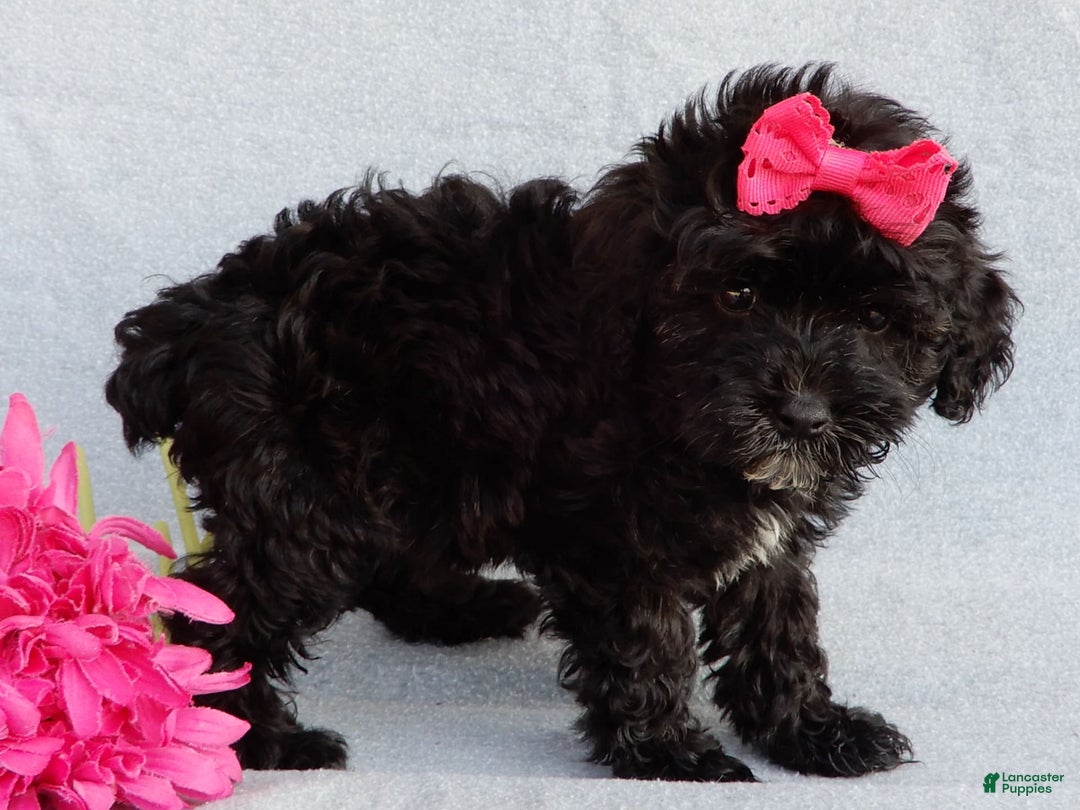 Cockapoo dogs for sale: Isabelle - Image 1