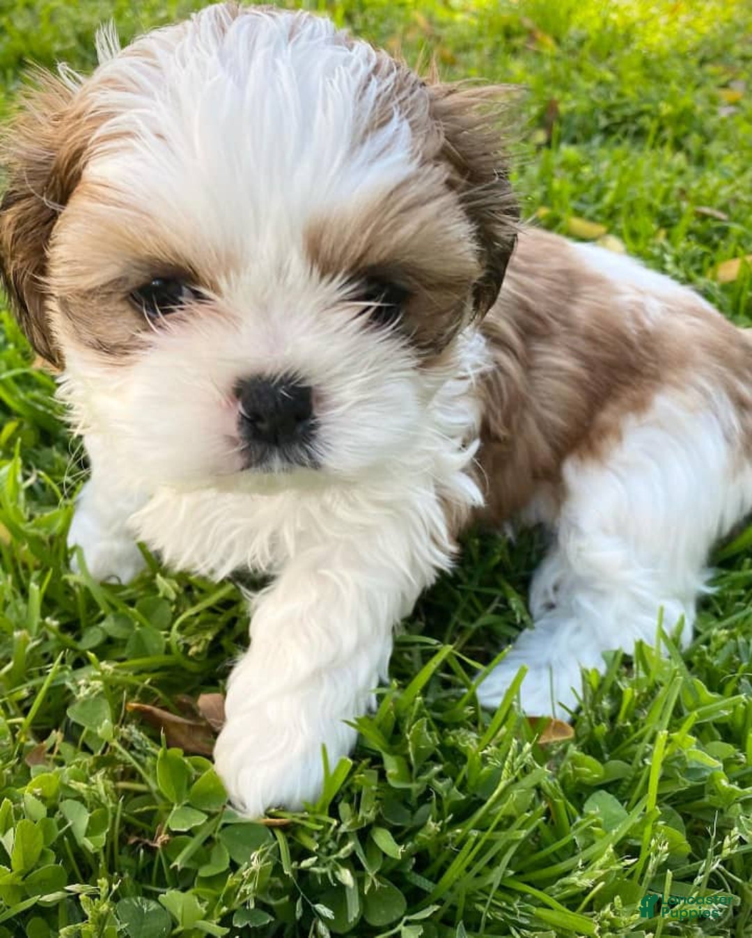 Shih Tzu dogs for sale: Shina - Image 1