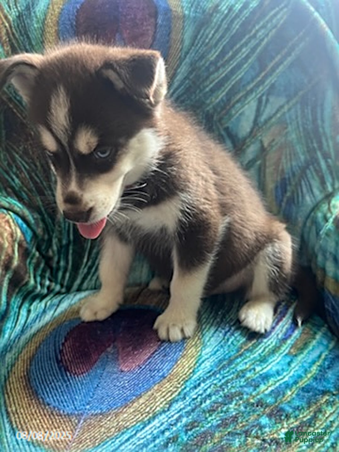 Pomsky dogs for sale: Regina - Image 3