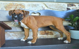 Boxer dogs for sale: Felicity - Image 2