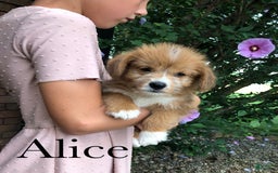 Welsh Corgi Pembroke dogs for sale: Alice - Image 2