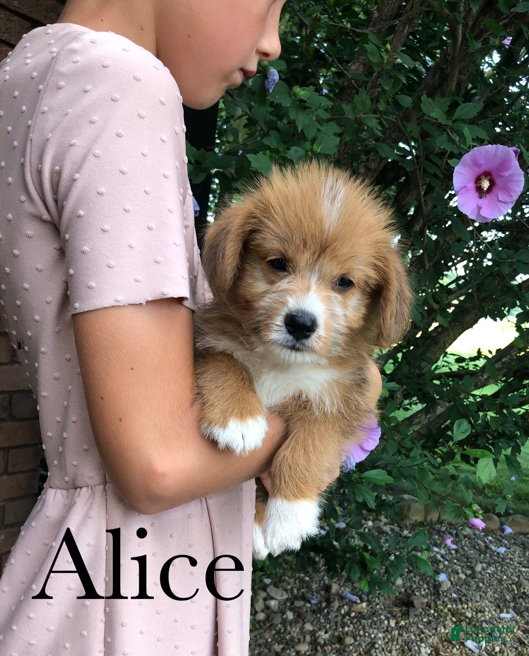 Welsh Corgi Pembroke dogs for sale: Alice - Image 2
