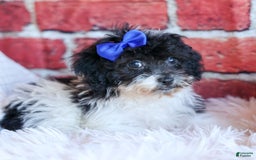 Bichpoo dogs for sale: Barney - Image 11